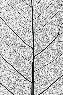 Deserted Plant Background Prints: Background from tree leaf close up