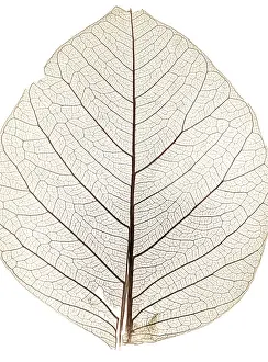 Uninhabited Outdoor Shots Prints: Background from tree leaf close up