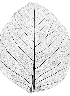 No People Outdoor Shots Prints: Background from tree leaf close up
