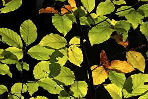 Deciduous Tree Silhouette Prints: Backlit beech leaves against a black background