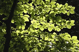 Deserted Forest Landscapes Prints: Backlit Beech Tree (Fagus)