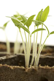 Botanical Photography Prints: Backlit sprouting plants with white background