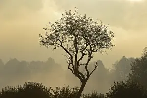 Backlit Tree Prints: Backlit tree, Triestingtal valley