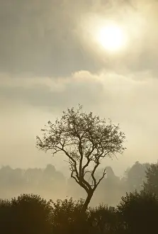Austrian Countryside Prints: Backlit tree, Triestingtal valley