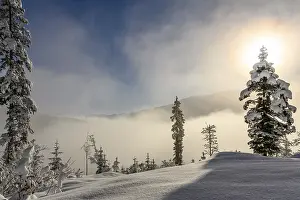 Vorarlberg Mountain Scenery Prints: Backlit winter mountain forest