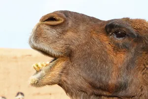 Outdoor Mammal Photography Prints: Bactrian camel
