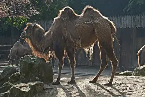 European Mammal Prints: Bactrian camel (Camelus ferus) against the light