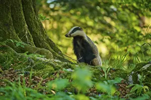 European Badger Prints: A badger next to a moss-covered tree in the forest in daylight