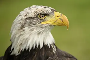 Prints of Bald Eagle White Tailed Eagle Prints: Bald Eagle Print - Majestic Bird of Prey