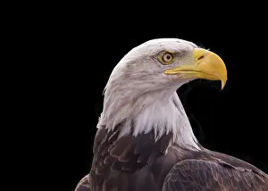 Dark Colored Background Photo Prints: Bald Eagle closeup on a black background