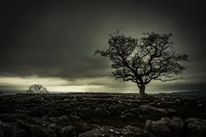 Dramatic Cloud Sky Prints: Bald tree on rocky ground with dramatic cloud sky