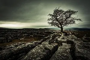 Yorkshire Dales National Park Scenery Prints: Bald tree on rocky ground with dramatic cloud sky