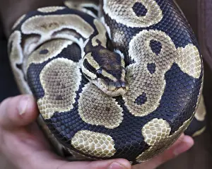 Prints of Ball python resting on zookeeper hands, showing its beautiful skin pattern Ball Python Prints: Ball Python Print: Resting on Zookeeper's Hands