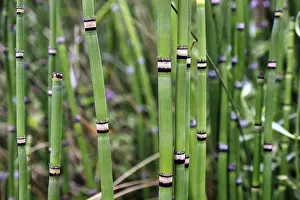 Bamboo Plant Prints: Bamboo