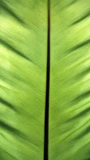 Colourful Nature Scene Prints: Banana leaf