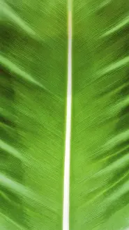 Green Leaves Prints: Banana leaf