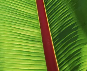Detailed Plant Structure Prints: Banana leaf