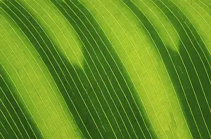 Nature Macro Shots Prints: Banana leaf macro
