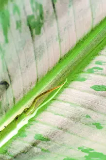 Macro Banana Leaf Prints: Banana leaf macro