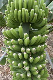 Agricultural Plantation Prints: Banana tree