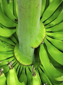 Tropical Fruit Prints: Banana tree on a tree