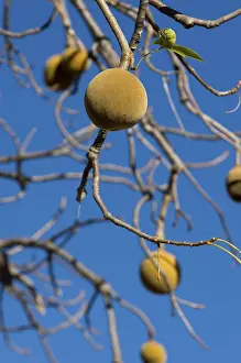 African Baobab Prints: Baobab fruit