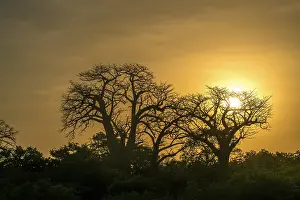 Evening Light In Africa Prints: Baobab tree in the evening light