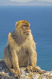 Catarrhine Primate Photos Prints: Barbary Apes (Macaca sylvanus) Upper Rock