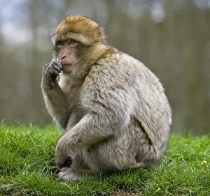 British Wildlife Animals Prints: Barbary Macaque (Macaca sylvanus)
