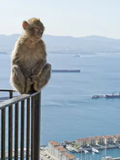 Framed Print : Barbary Macaque Print - Gibraltar Framed Print : Barbary Macaque Print - Gibraltar