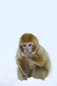 Macaca Sylvanus Prints: Barbary macaque or magot (Macaca sylvanus)