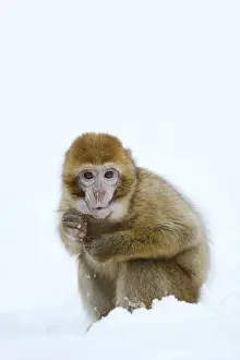 Macaca Sylvanus Prints: Barbary macaque or magot (Macaca sylvanus)