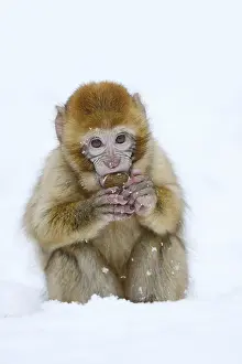 Barbary Macaque Prints: Barbary macaque or magot (Macaca sylvanus)