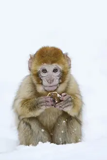 Barbary Macaque Prints: Barbary macaque or magot (Macaca sylvanus)