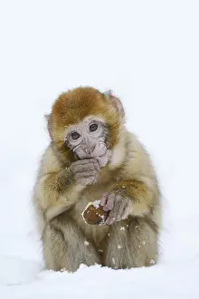 Wild Animal In Winter Prints: Barbary macaque or magot (Macaca sylvanus)