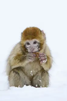 Barbary Macaque Prints: Barbary macaque or magot (Macaca sylvanus)