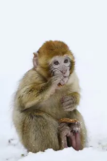 Endangered Monkey Species Prints: Barbary macaque or magot (Macaca sylvanus)