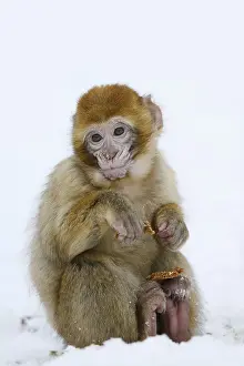 Barbary Macaque Prints: Barbary macaque or magot (Macaca sylvanus)