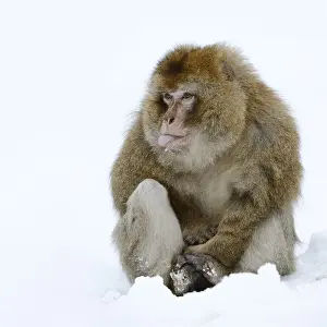 Old World Monkeys Images Prints: Barbary macaque or magot (Macaca sylvanus)