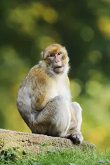 Captive Monkey Photos Prints: Barbary macaque or magot (Macaca sylvanus)