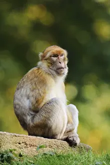 Captive Monkey Photos Prints: Barbary macaque or magot (Macaca sylvanus)