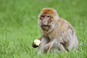 British Overseas Territory Wildlife Prints: Barbary macaque or magot (Macaca sylvanus)