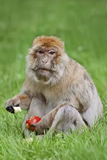 Endangered Species In Morocco Prints: Barbary macaque or magot (Macaca sylvanus)