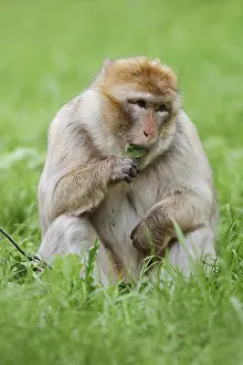 Barbary Macaque Prints: Barbary macaque or magot (Macaca sylvanus) sits in a meadow and eats