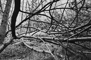 Black And White Nature Images Prints: Bare branches, black and white