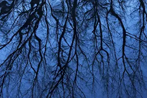 Goldenstedter Moor Germany Prints: Bare branches of trees reflected in the water