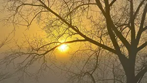 Foggy Atmosphere Prints: Bare deciduous tree with sun and mist