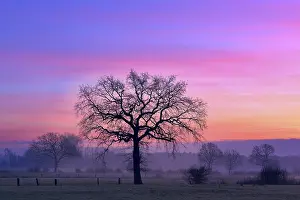 Red Sky Morning Germany Prints: Bare deciduous trees in the dawn