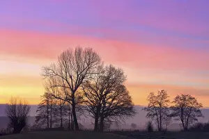 Deciduous Tree Backlight Prints: Bare deciduous trees in the dawn