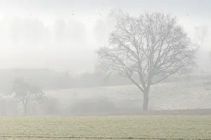 Central European Atmosphere Prints: Bare deciduous trees in the fog